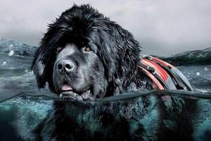 Escola Professional Canina BCN