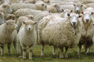 Asoc. de Cabañeros de Ovinos de la Prov. de Buenos Aires