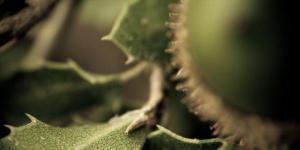 La Jarota Producciones