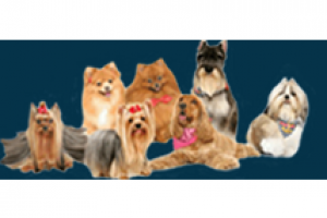Cursos de Peluqueria Canina