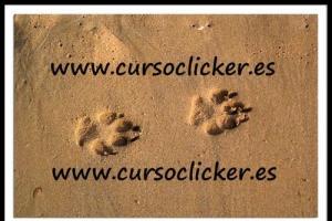 Cursos de Clicker