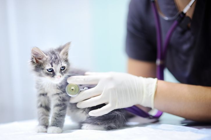 ¿En qué consiste la esterilización de un gato?