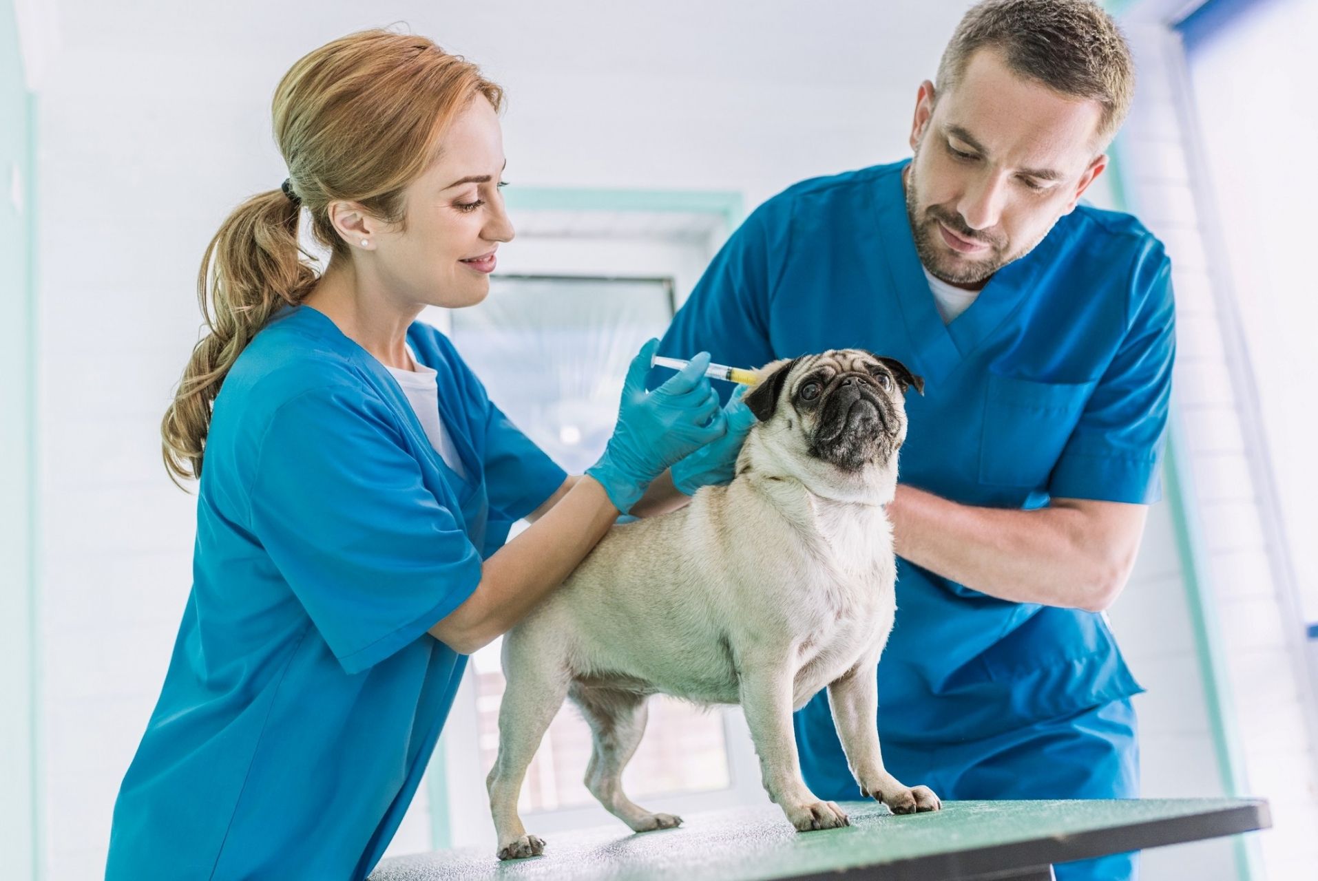 Auxiliar de veterinario: ¿qué es y qué funciones tiene?