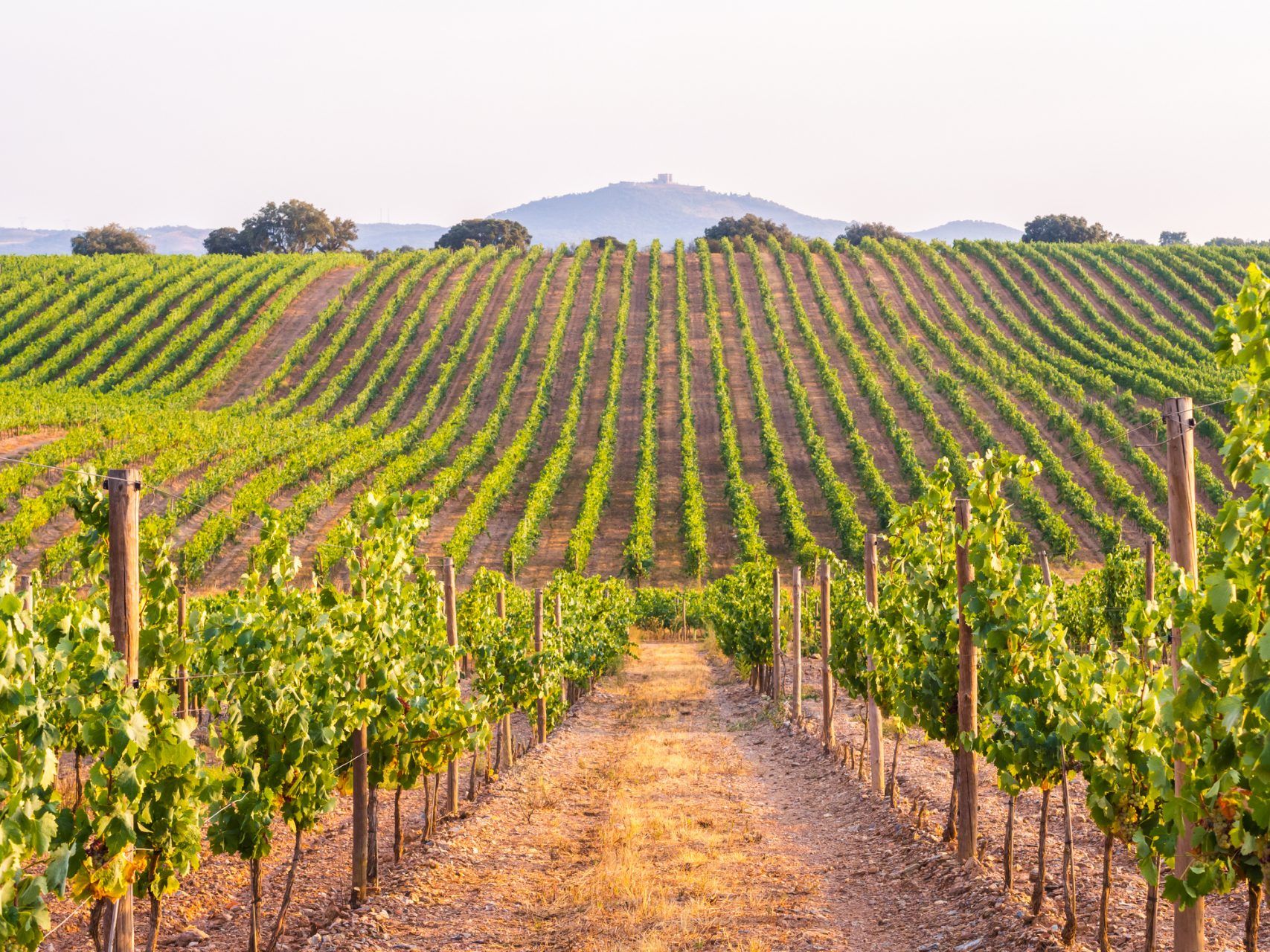 ¿Cómo está el sector vitivinícola posterior a la Covid-19?