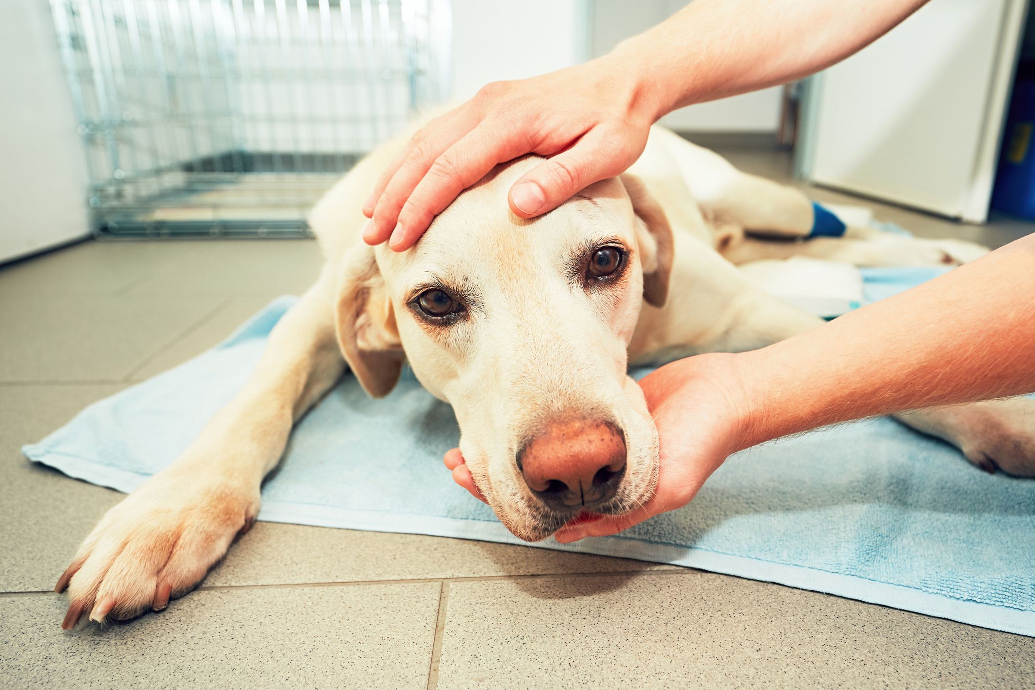 Fallo renal en perros: qué es, síntomas y tratamiento