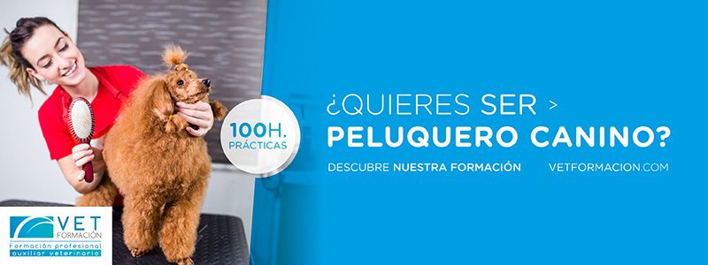 Fórmate como peluquero canino Curso de peluquería canina con 100 horas de prácticas