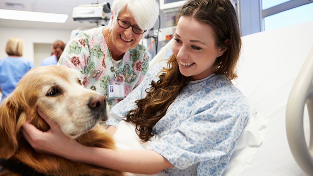 Ayudar a las personas gracias a perros, gatos y caballos